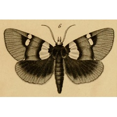 /filer/webapps/moths/media/images/F/formosa_Egybolis_HT_Blanchard_17_6.jpg