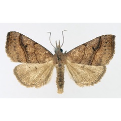 /filer/webapps/moths/media/images/P/platti_Pristanepa_AM_TMSA_01.jpg