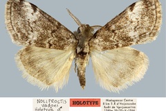 Noliproctis vadoni