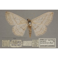 /filer/webapps/moths/media/images/H/horiochroea_Scopula_PT_OUMNHa_02.jpg