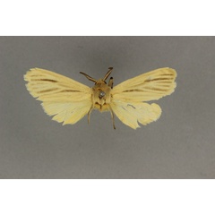 /filer/webapps/moths/media/images/P/penicillata_Binna_HT_BMNH.jpg