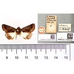 /filer/webapps/moths/media/images/B/barrettae_Catephia_HT_BMNH.jpg