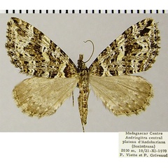 /filer/webapps/moths/media/images/L/lacrimans_Haplolabida_AF_ZSM_02.jpg