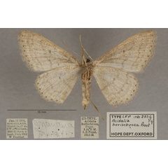 /filer/webapps/moths/media/images/H/horiochroea_Scopula_PT_OUMNHb_01.jpg