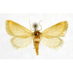 /filer/webapps/moths/media/images/C/cornutus_Eublemma_A_NHMO.jpg