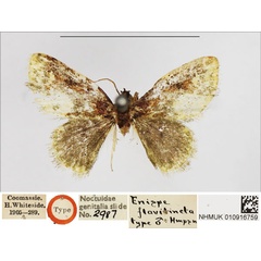 /filer/webapps/moths/media/images/F/flavitincta_Enispa_HT_NHMUK.jpg