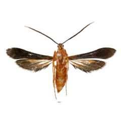 /filer/webapps/moths/media/images/B/bicolor_Conopsia_AF_ANHRTb.jpg