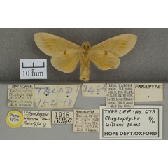 /filer/webapps/moths/media/images/W/wilsoni_Chrysopsyche_PTF_OUMNHb_02.jpg