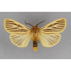 /filer/webapps/moths/media/images/L/luteoradians_Toulgarctia_PT_BMNH.jpg