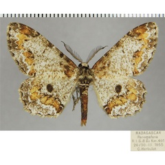 /filer/webapps/moths/media/images/O/opisthommata_Colocleora_AM_ZSMa.jpg