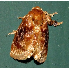 /filer/webapps/moths/media/images/I/imitans_Neogavara_A_Braun_08.jpg