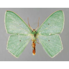 /filer/webapps/moths/media/images/T/trifilifimbria_Prasinocyma_A_ZSM_01.jpg