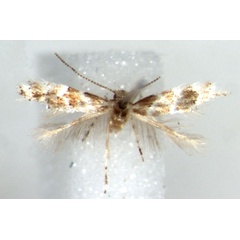 /filer/webapps/moths/media/images/K/kazuri_Phyllonorycter_HT_RMCA.jpg