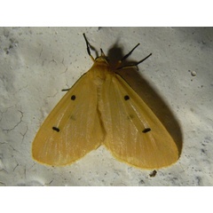 /filer/webapps/moths/media/images/T/tripunctata_Soloe_A_Goff.jpg