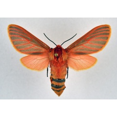 /filer/webapps/moths/media/images/L/lateritia_Metarctia_AF_NHMO.jpg