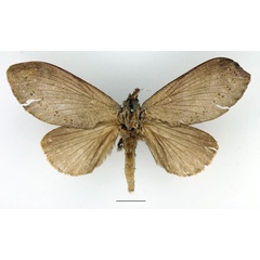 /filer/webapps/moths/media/images/C/cassandra_Oplometa_AF_Basquin_02.jpg