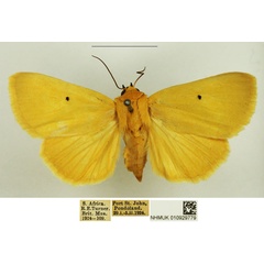 /filer/webapps/moths/media/images/A/appollinis_Leocyma_AF_NHMUK_04.jpg