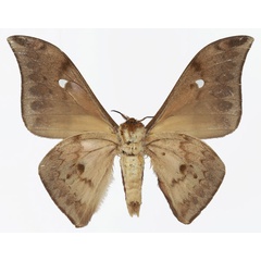 /filer/webapps/moths/media/images/C/cleopatra_Pseudobunaea_AM_Basquinb.jpg