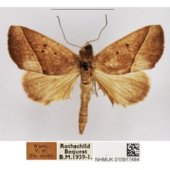/filer/webapps/moths/media/images/A/albilinea_Metaleptina_AM_NHMUK.jpg