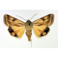 /filer/webapps/moths/media/images/S/scutuligera_Heliothis_AM_Aulombard.jpg