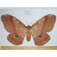 /filer/webapps/moths/media/images/B/belina_Gonimbrasia_A_Mateke.jpg