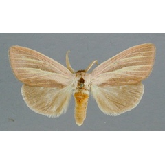 /filer/webapps/moths/media/images/S/sesamiodes_Notoxantha_A_RMCA_01.jpg