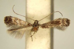Metriochroa tylophorae