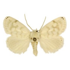 /filer/webapps/moths/media/images/A/auricincta_Niphadolepis_AM_ANHRT_01.jpg