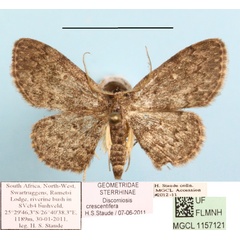 /filer/webapps/moths/media/images/C/crescentifera_Discomiosis_A_MGCLa_01.jpg