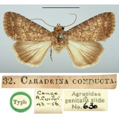 /filer/webapps/moths/media/images/C/conducta_Caradrina_LT_BMNH.jpg