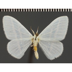 /filer/webapps/moths/media/images/G/gelbrechti_Trimetopia_PTM_ZSM_01.jpg