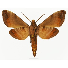 /filer/webapps/moths/media/images/H/heydeni_Maassenia_AM_Basquinb.jpg