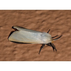 /filer/webapps/moths/media/images/S/scortillum_Logunovium_A_Roland_01.jpg