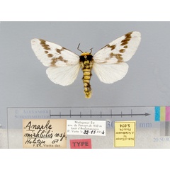 /filer/webapps/moths/media/images/M/mirabilis-Nesanaphe-5074-HT-Madagascar.jpg