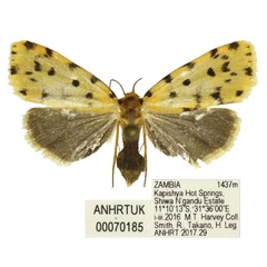 /filer/webapps/moths/media/images/B/bicolorata_Siccia_AF_ANHRT.jpg