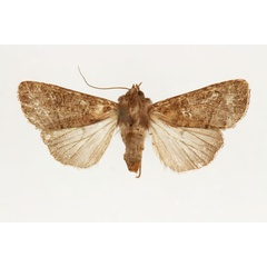 /filer/webapps/moths/media/images/F/furvilinea_Dicerogastra_AF_RMCA.jpg