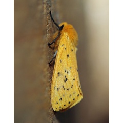 /filer/webapps/moths/media/images/S/scioana_Eyralpenus_A_Voaden_01.jpg