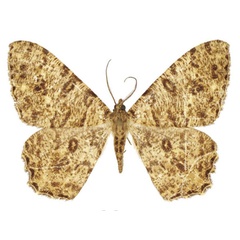 /filer/webapps/moths/media/images/A/angulosa_Racotis_HT_ZSM.jpg