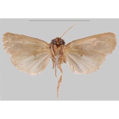 /filer/webapps/moths/media/images/K/kalinzu_Sciomesa_PTM_NHMUKb.jpg