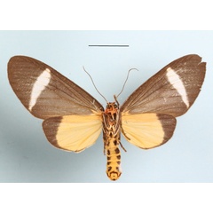 /filer/webapps/moths/media/images/P/phileta_Caryatis_AM_MGCLb_01.jpg