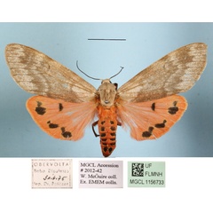 /filer/webapps/moths/media/images/Q/quadripunctata_Teracotona_AF_MGCLa_02.JPG