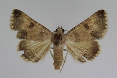 Tytroca dispar