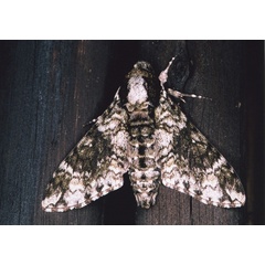 /filer/webapps/moths/media/images/M/marshalli_Praedora_A_Roland_01.jpg