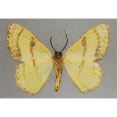 /filer/webapps/moths/media/images/B/bicornuta_Metallospora_HT_ZSMb.jpg