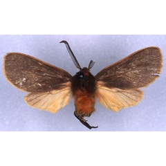 /filer/webapps/moths/media/images/J/jacksoni_Metarctia_HT_RMCA_03.jpg