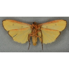 /filer/webapps/moths/media/images/E/erythropleura_Lithosia_HT_NHMUKb.jpg