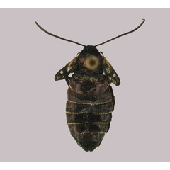 /filer/webapps/moths/media/images/N/namaqua_Epitoxis_PT_MWM.jpg