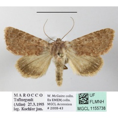/filer/webapps/moths/media/images/C/canroberti_Ammetopa_AM_MGCLa_01.JPG