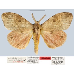 /filer/webapps/moths/media/images/O/occidentalis_Numenoides_HT_MNHN.jpg