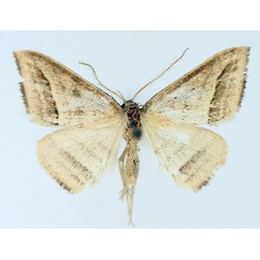 /filer/webapps/moths/media/images/O/ochrota_Loxioda_AM_TMSA_01.jpg